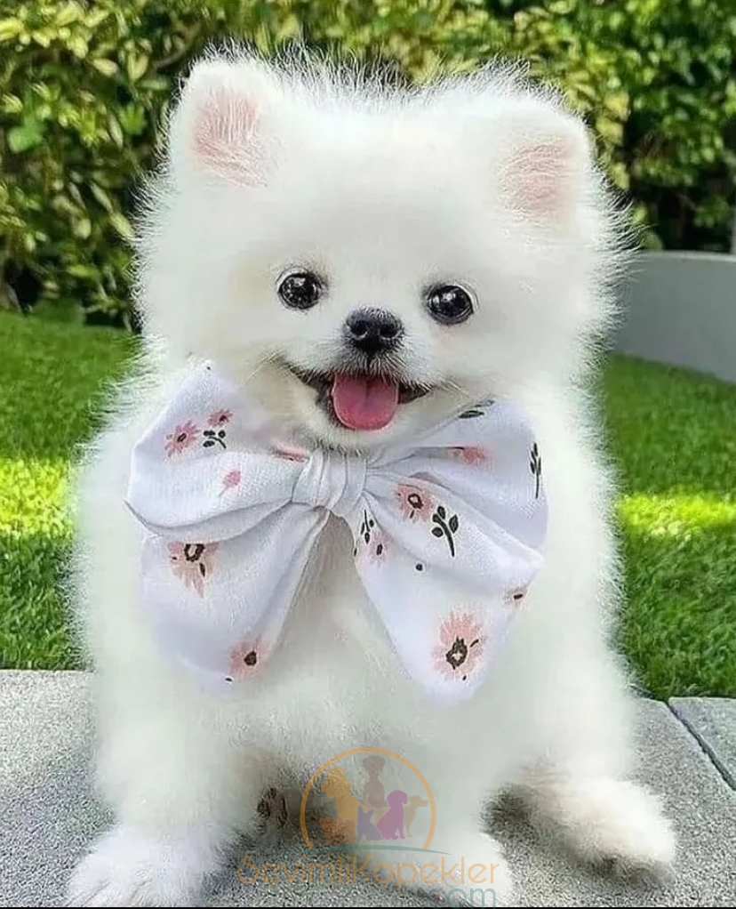 satılık Pomeranian üçüncü fotoğrafı