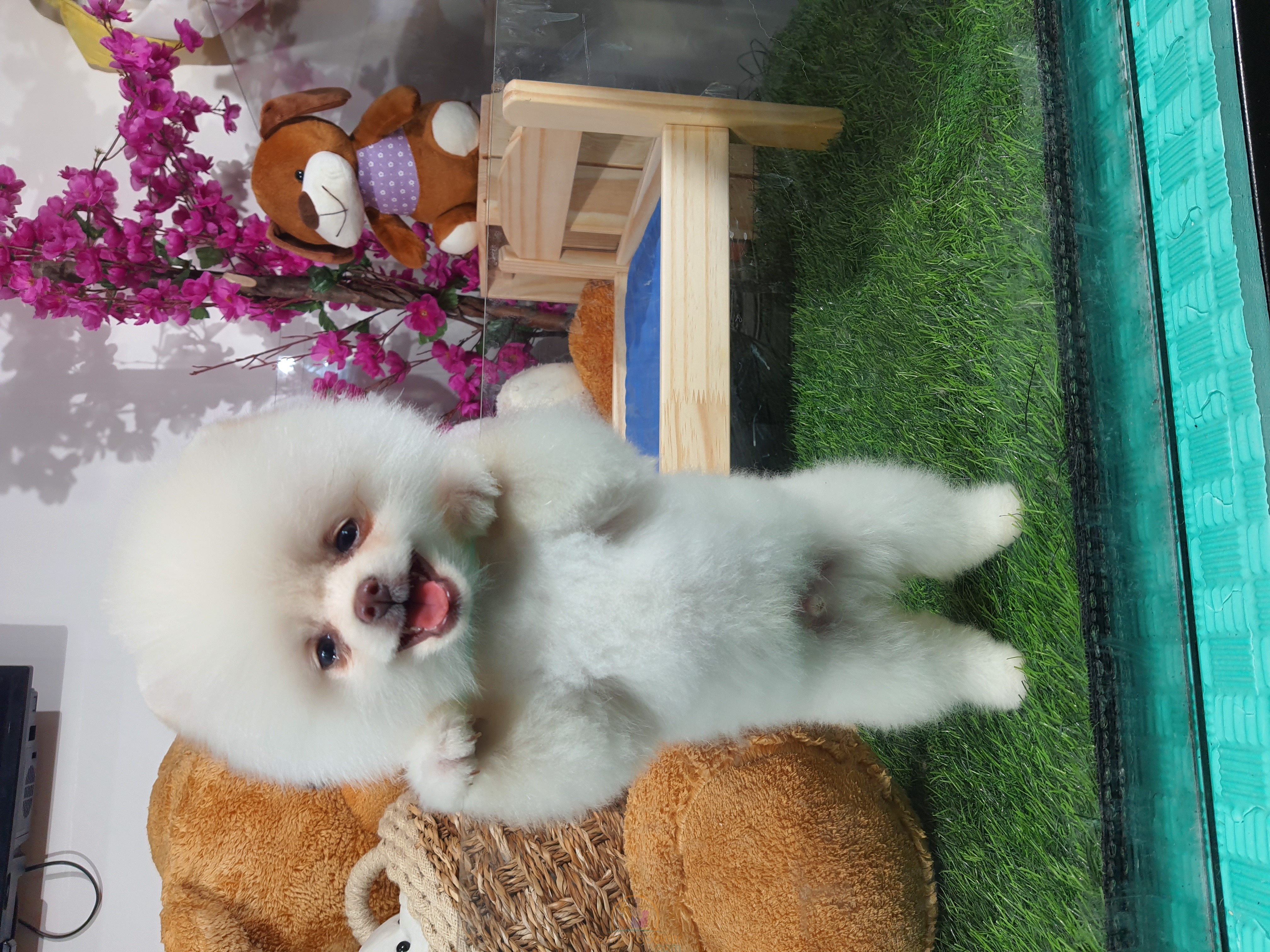 satılık Pomeranian beşinci fotoğrafı