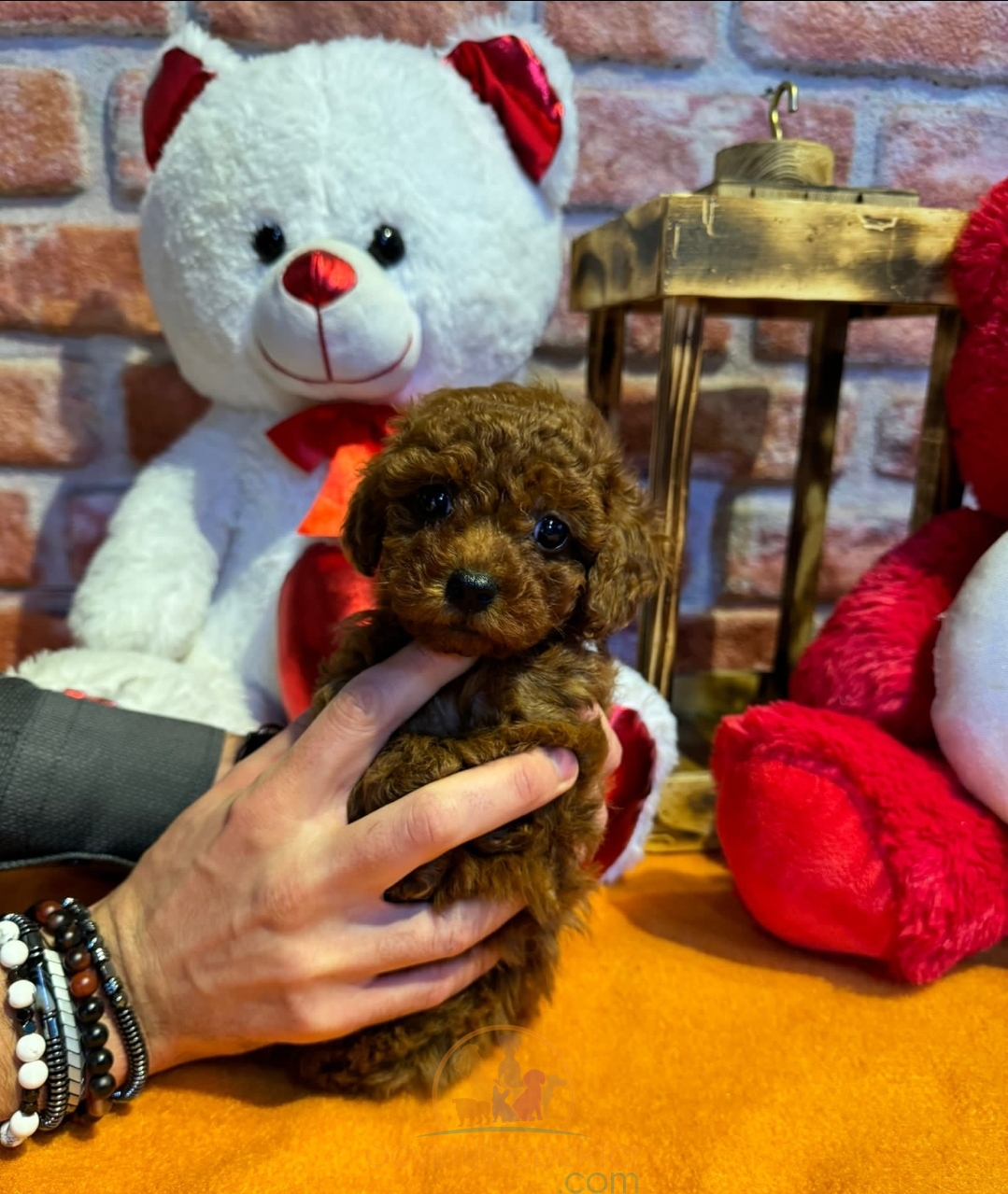 satılık Poodle Toy fiyatı