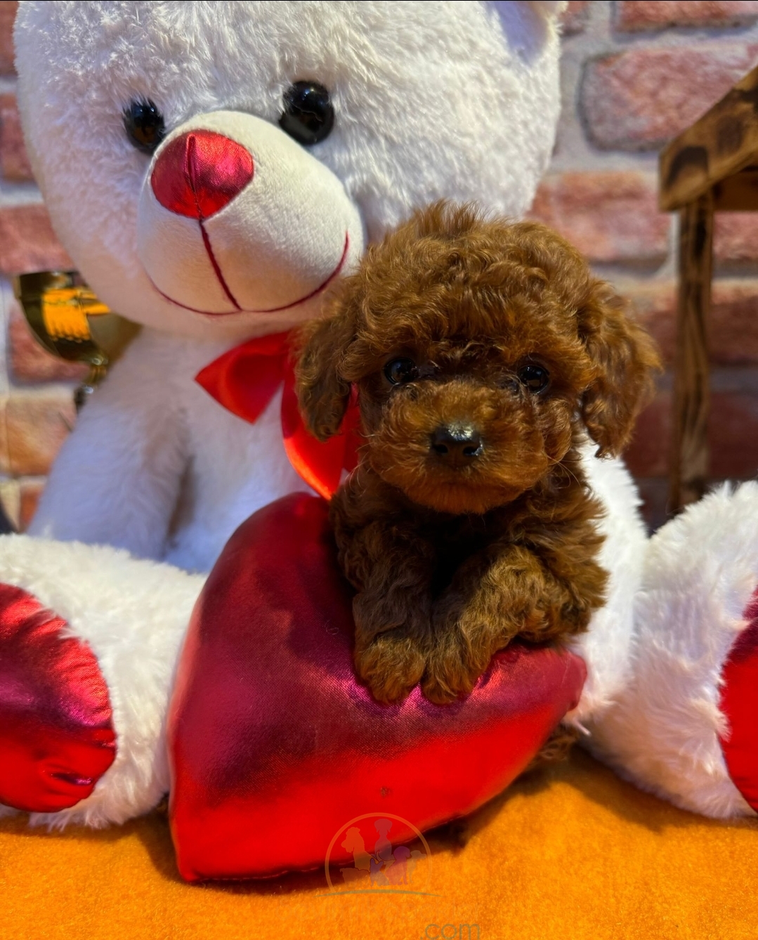 satılık Poodle Toy ikinci fotoğrafı