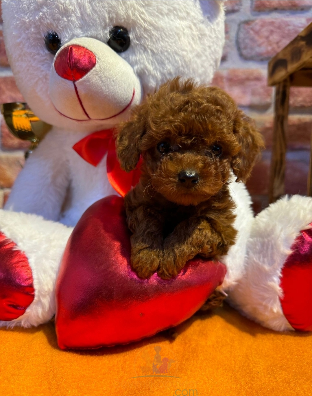 satılık Poodle Toy üçüncü fotoğrafı