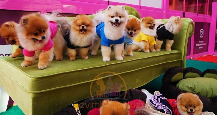 satılık Pomeranian dördüncü fotoğrafı