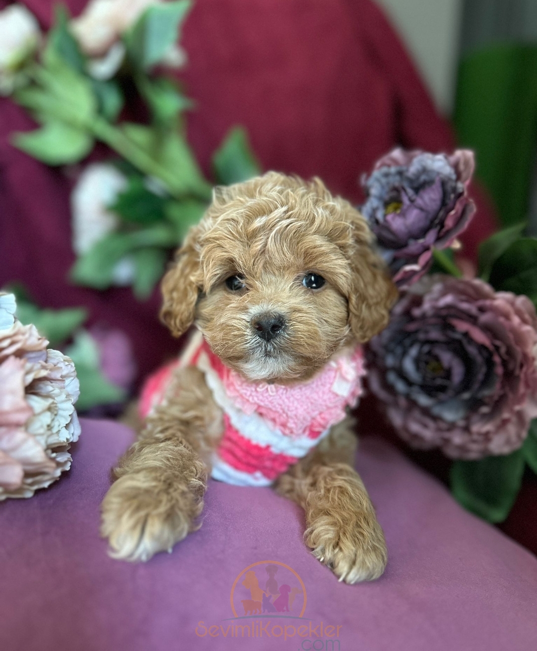 satılık Maltipoo fiyatı