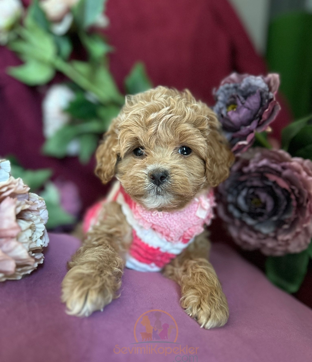 satılık Maltipoo ikinci fotoğrafı