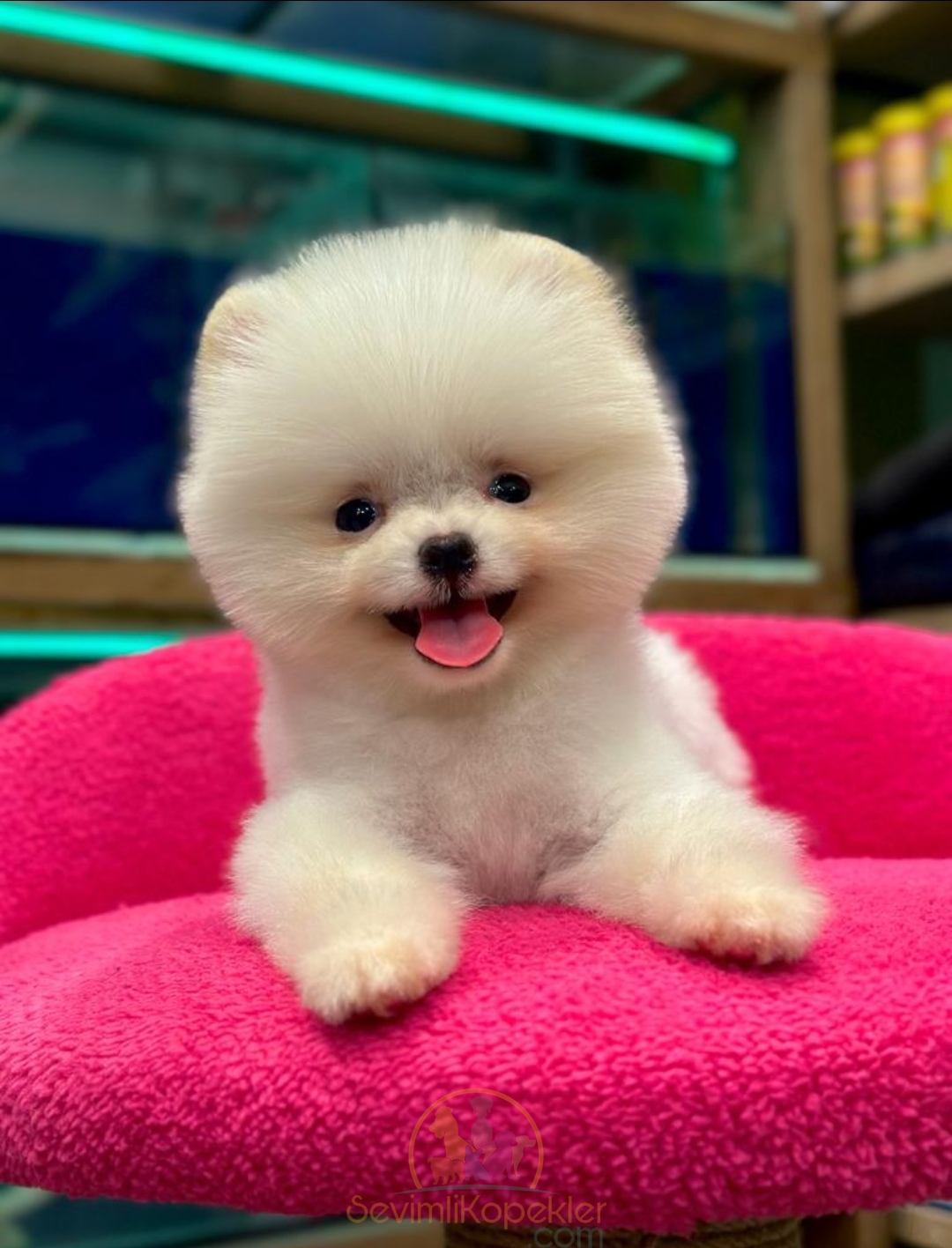 satılık Pomeranian ikinci fotoğrafı