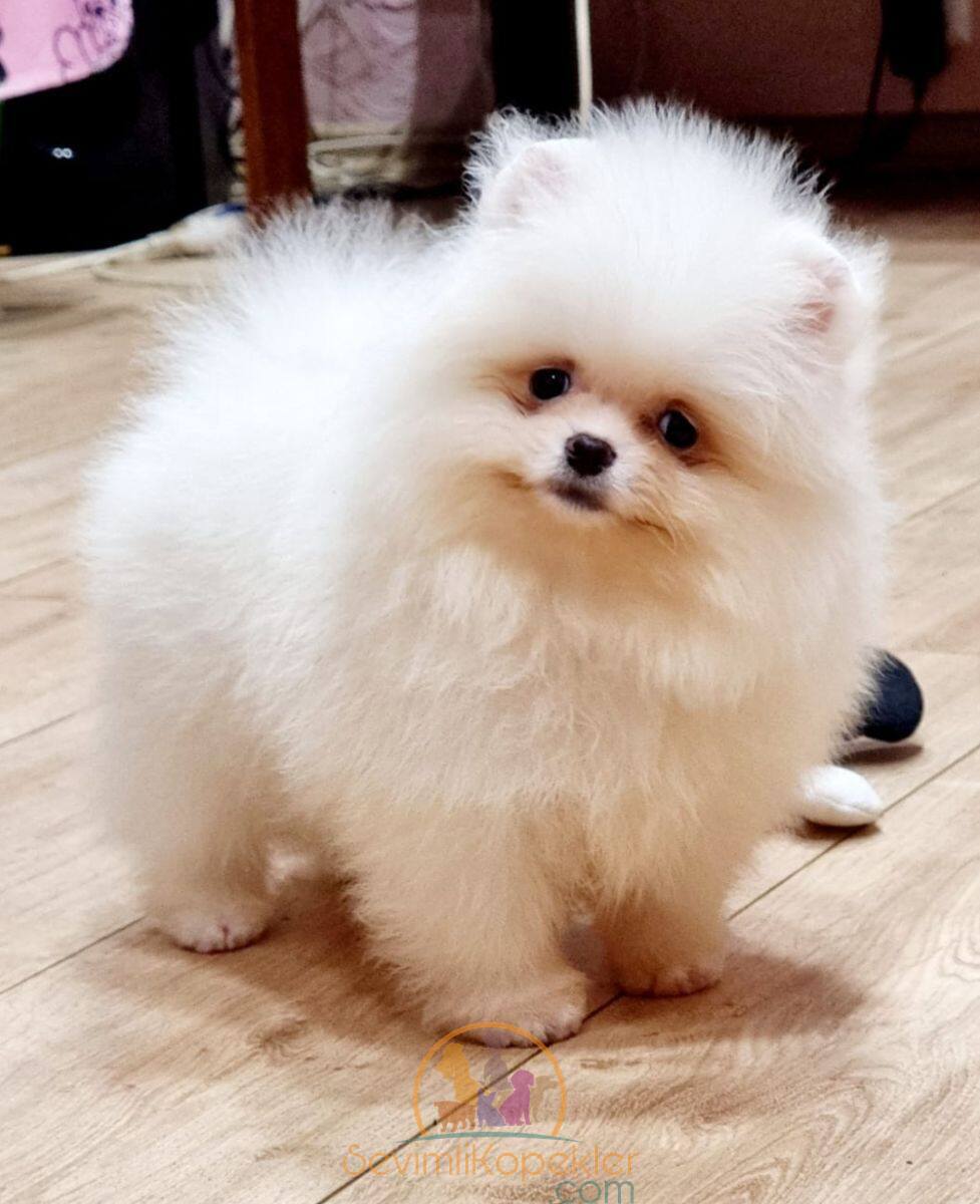 satılık Pomeranian üçüncü fotoğrafı