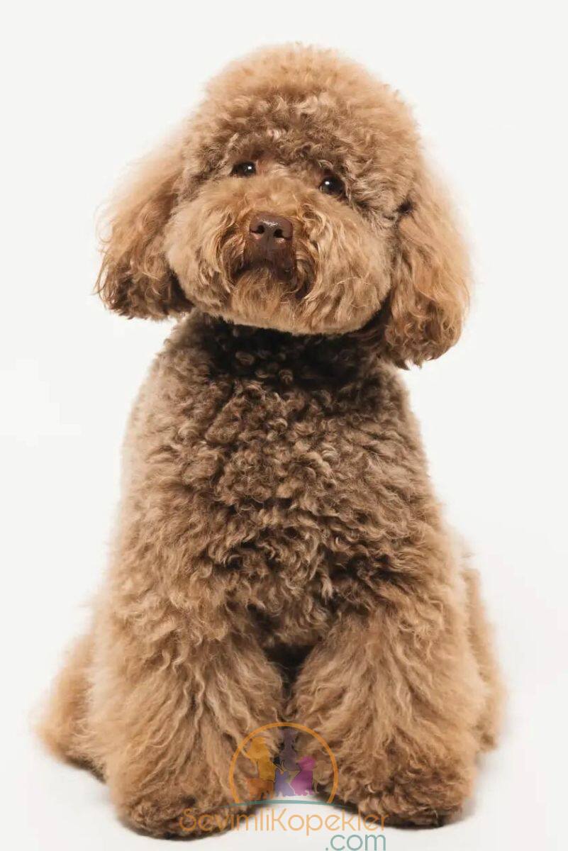 satılık Poodle Toy üçüncü fotoğrafı