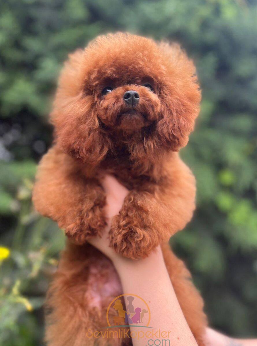 satılık Poodle Toy fiyatı