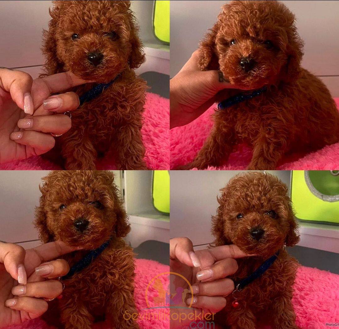 satılık Poodle Toy fiyatı