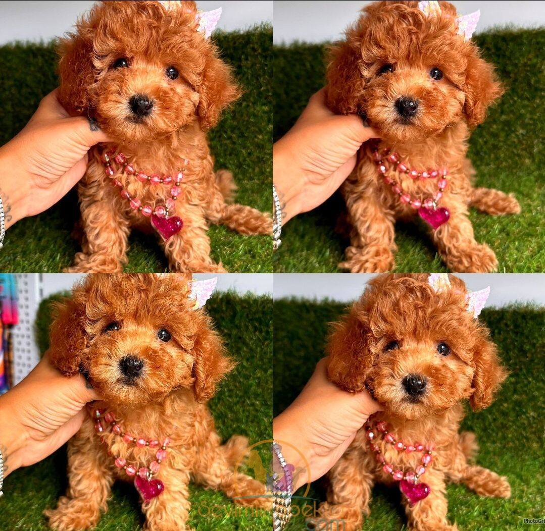 satılık Poodle Toy üçüncü fotoğrafı