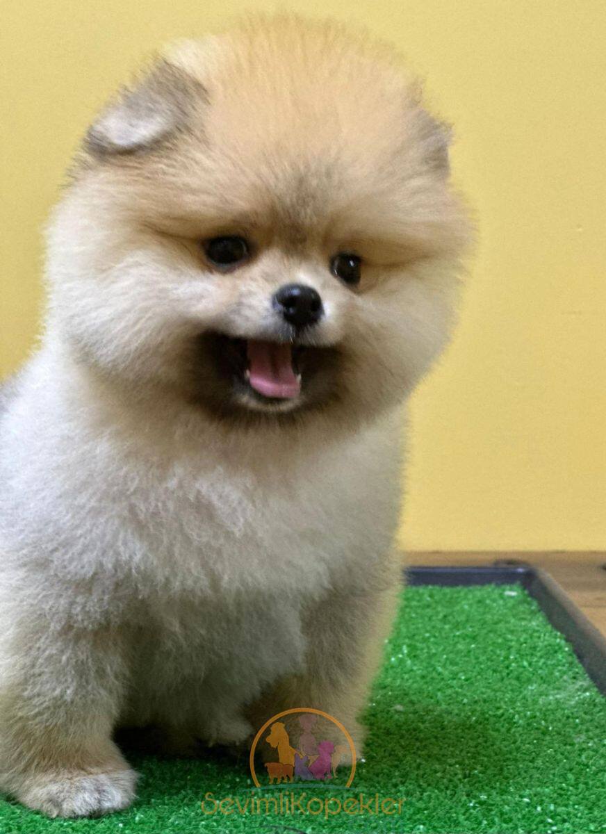 satılık Pomeranian ikinci fotoğrafı