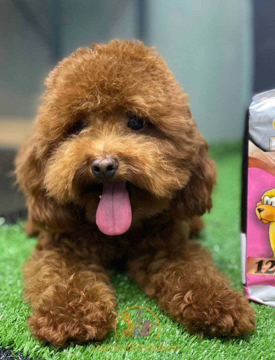 satılık Poodle Toy ikinci fotoğrafı