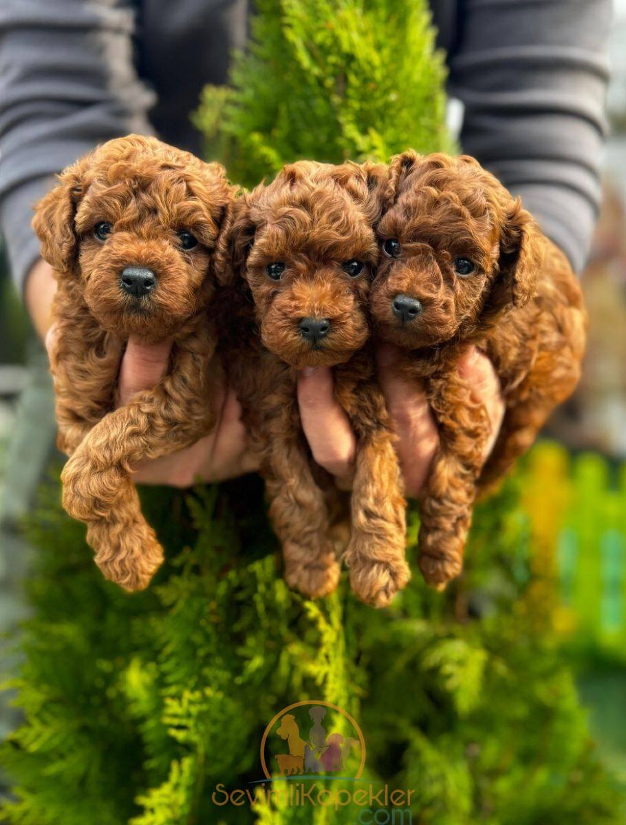 satılık Poodle Toy fiyatı