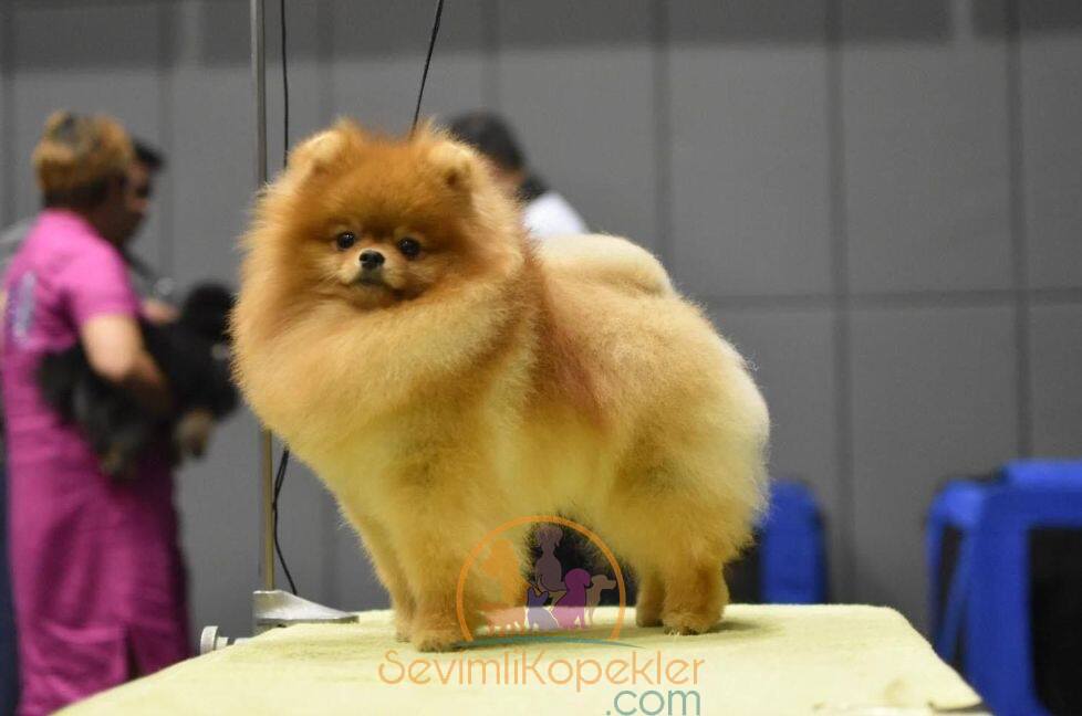 satılık Pomeranian fiyatı