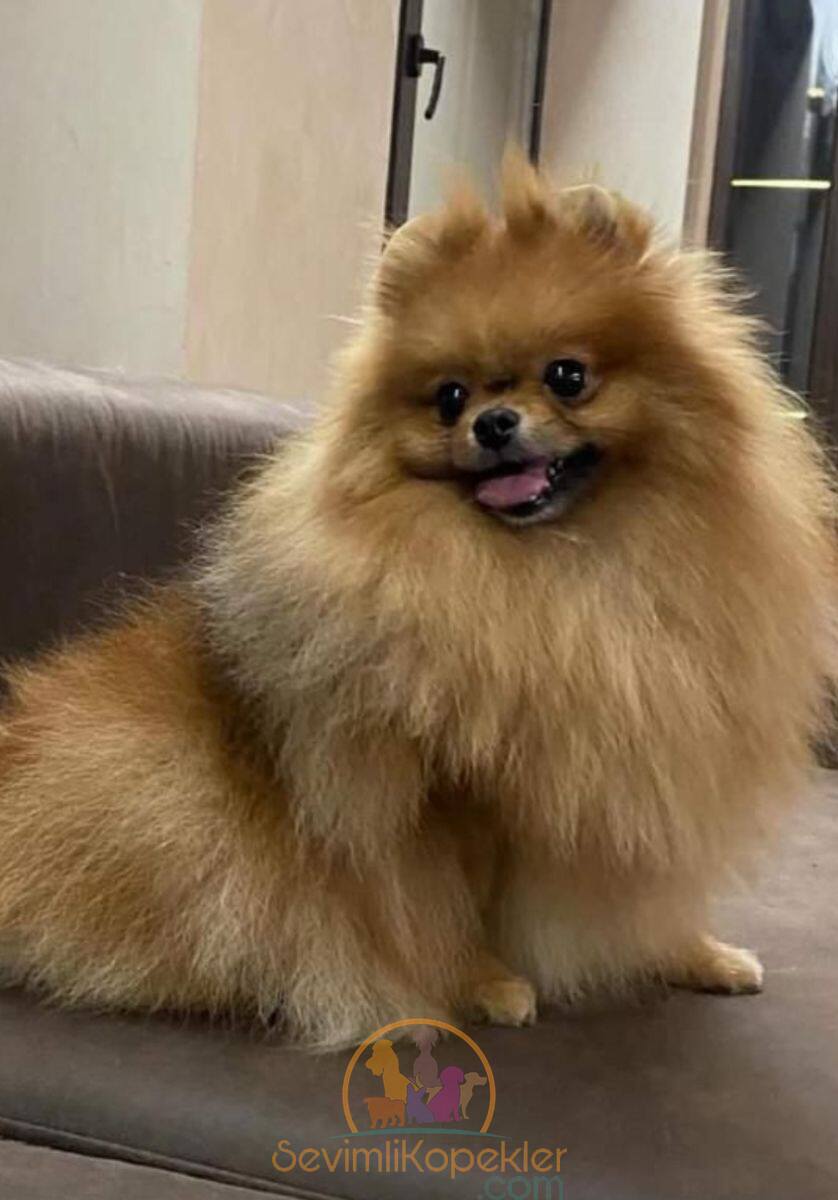 satılık Pomeranian ikinci fotoğrafı