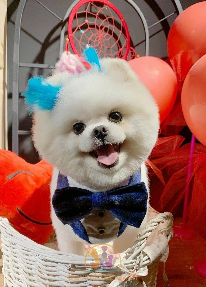 satılık Pomeranian ikinci fotoğrafı