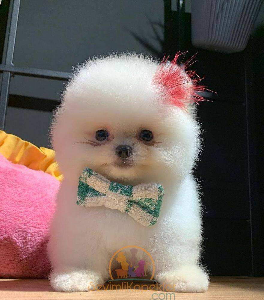 satılık Pomeranian ikinci fotoğrafı