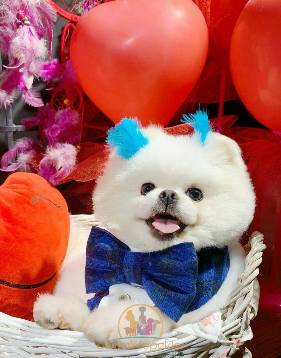 satılık Pomeranian ikinci fotoğrafı