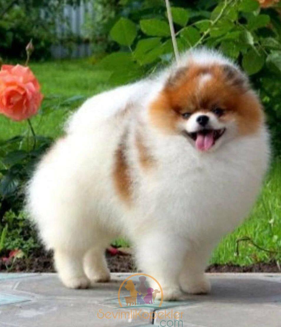 satılık Pomeranian beşinci fotoğrafı