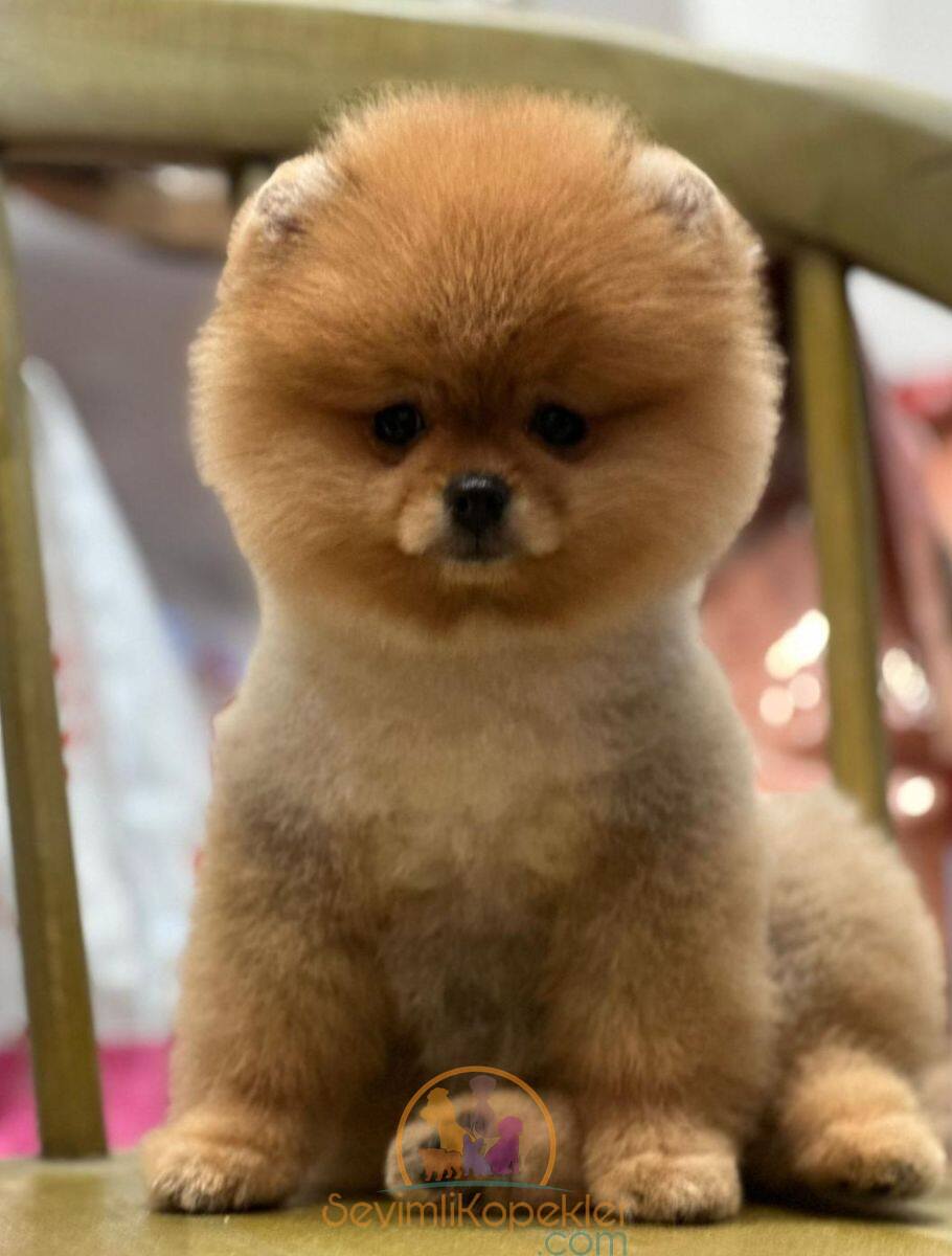 satılık Pomeranian fiyatı