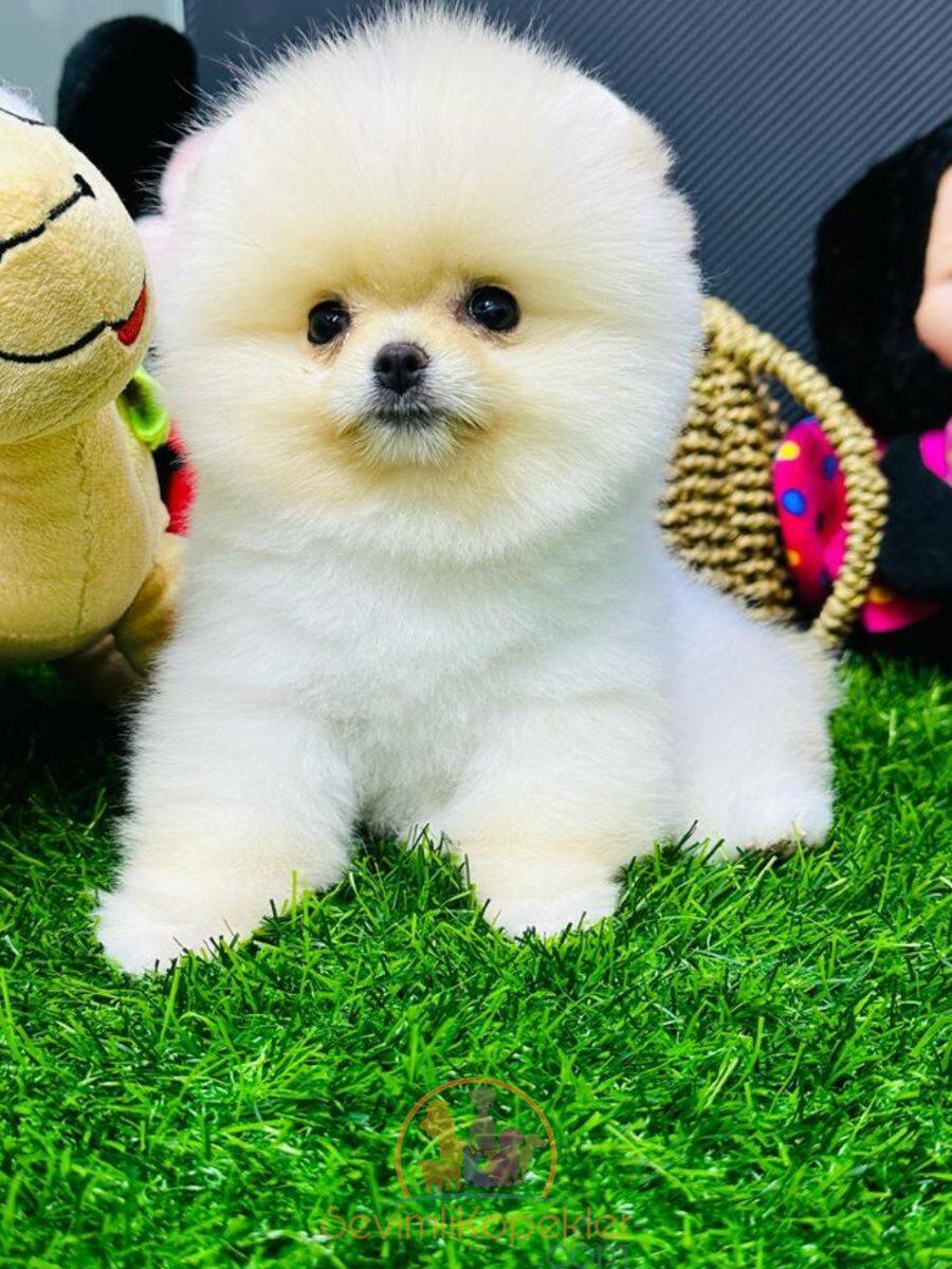 satılık Pomeranian dördüncü fotoğrafı