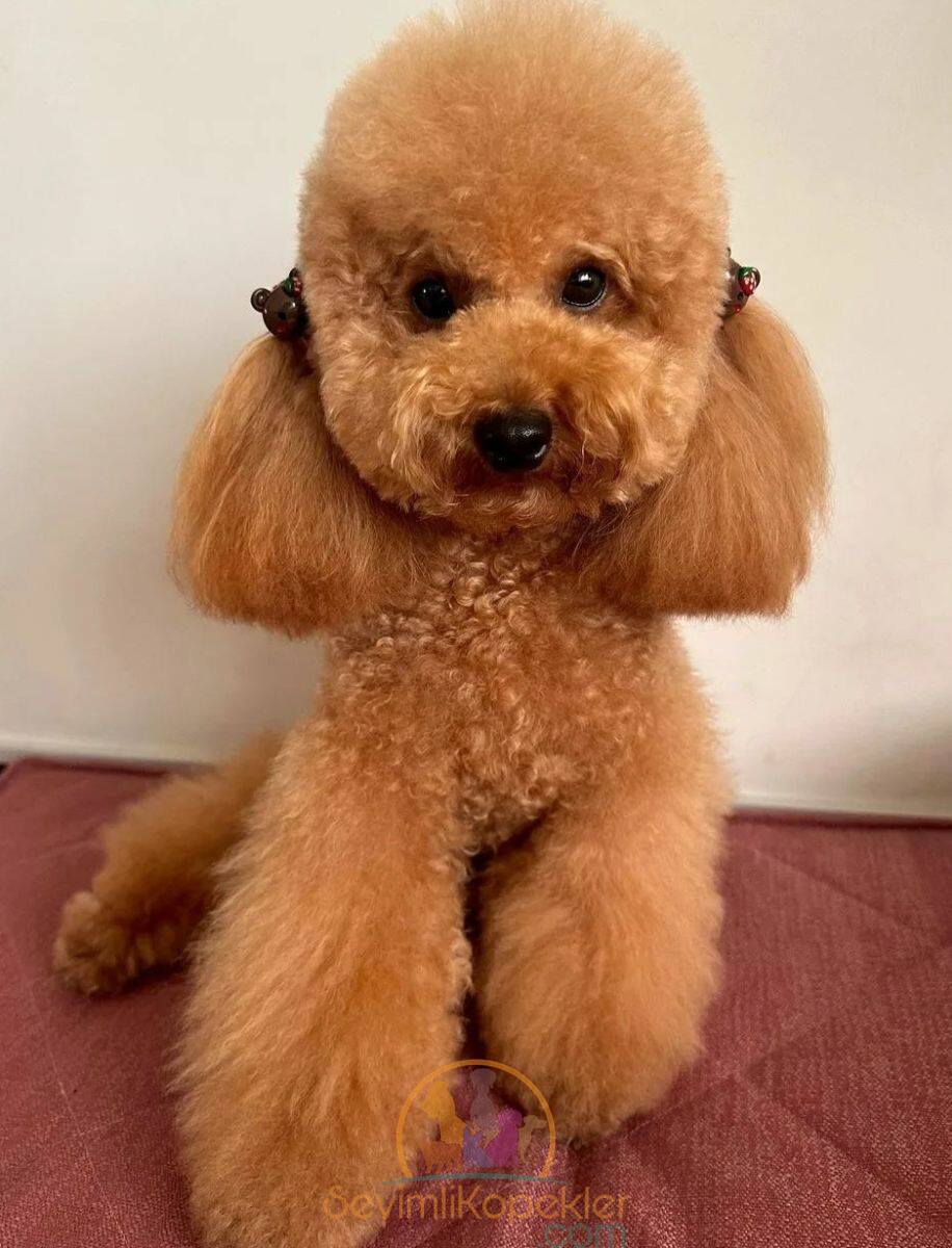 satılık Poodle Toy fiyatı