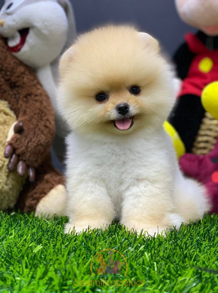 satılık Pomeranian üçüncü fotoğrafı