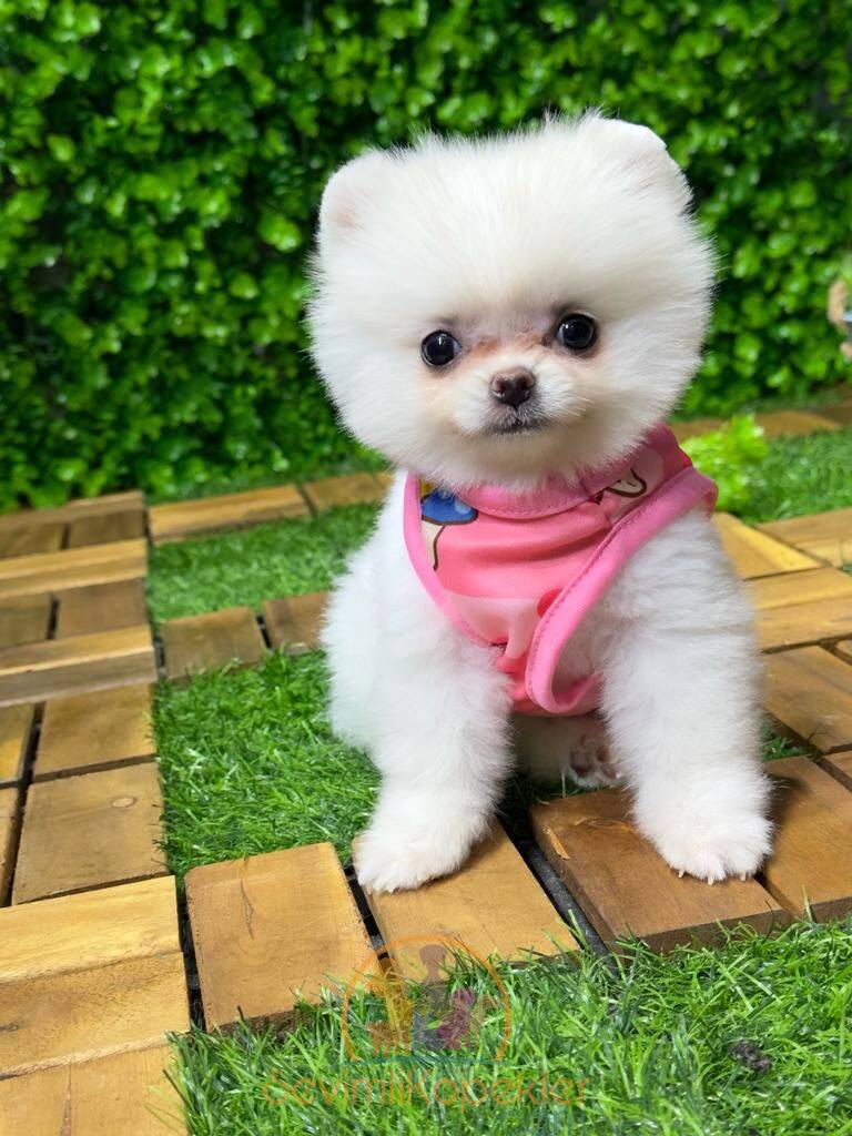 satılık Pomeranian ikinci fotoğrafı