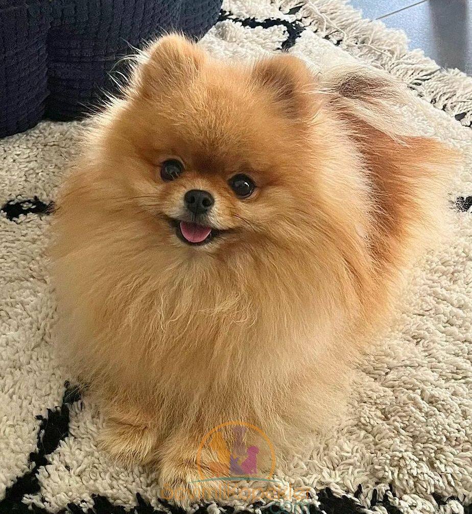 satılık Pomeranian fiyatı