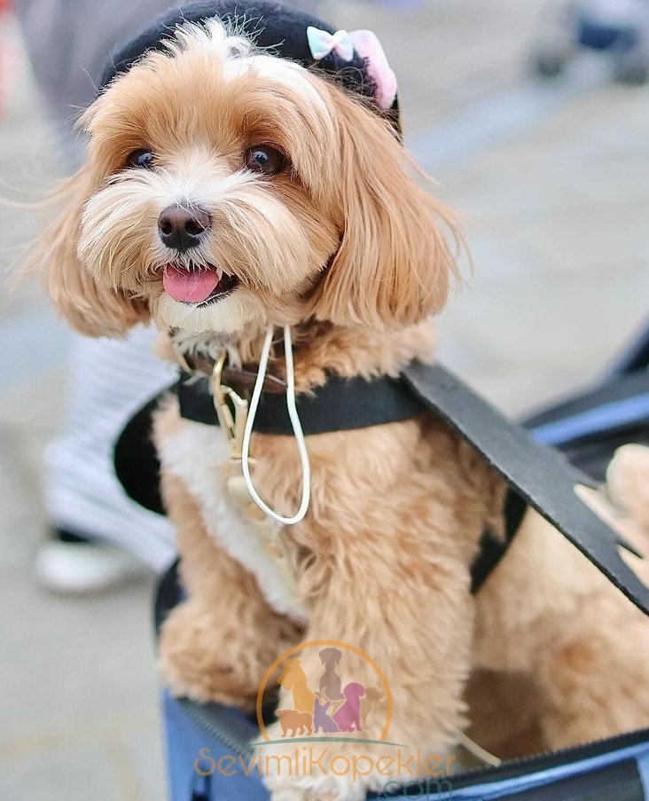 satılık Maltipoo fiyatı