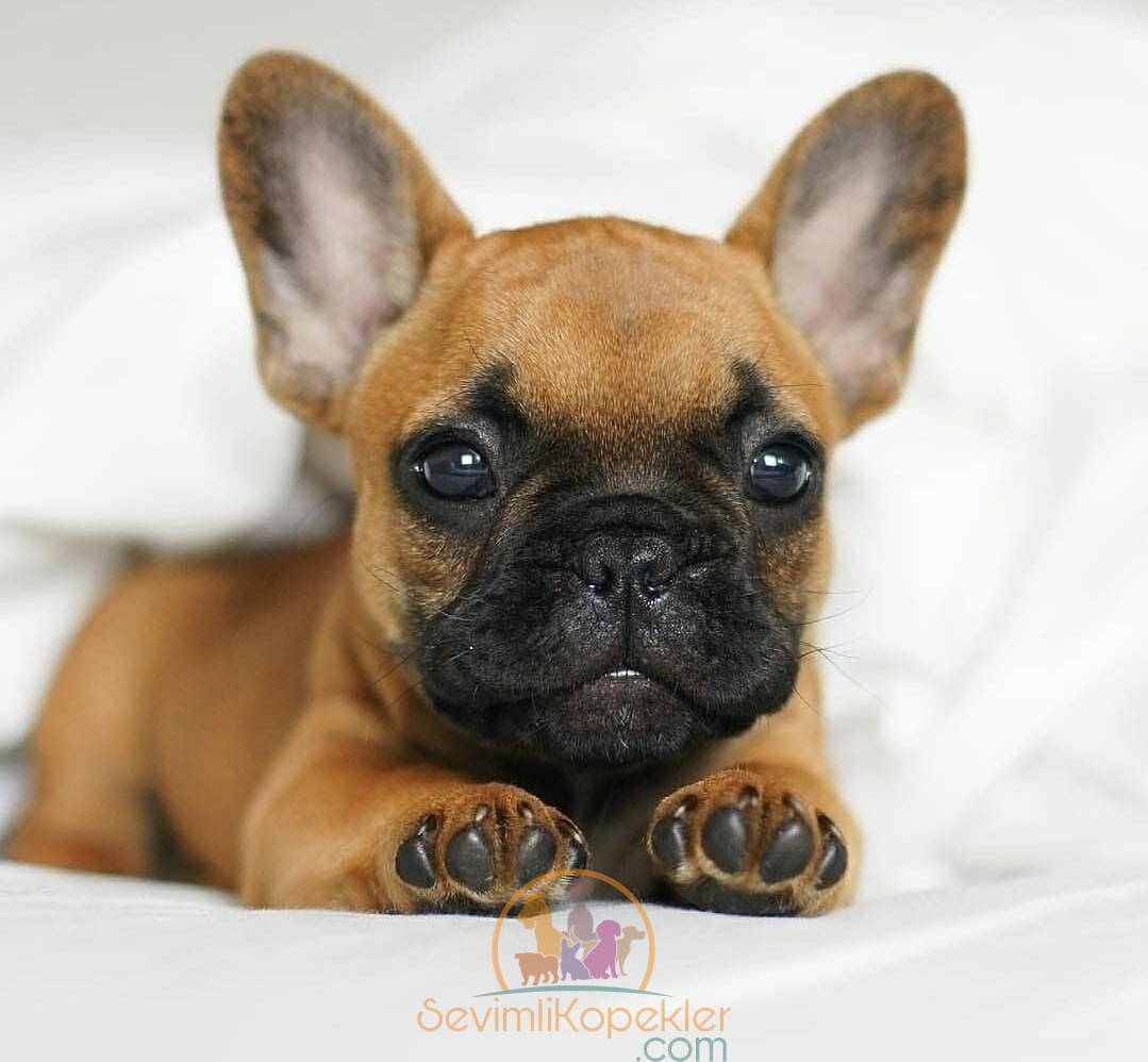 satılık French Bulldog fiyatı