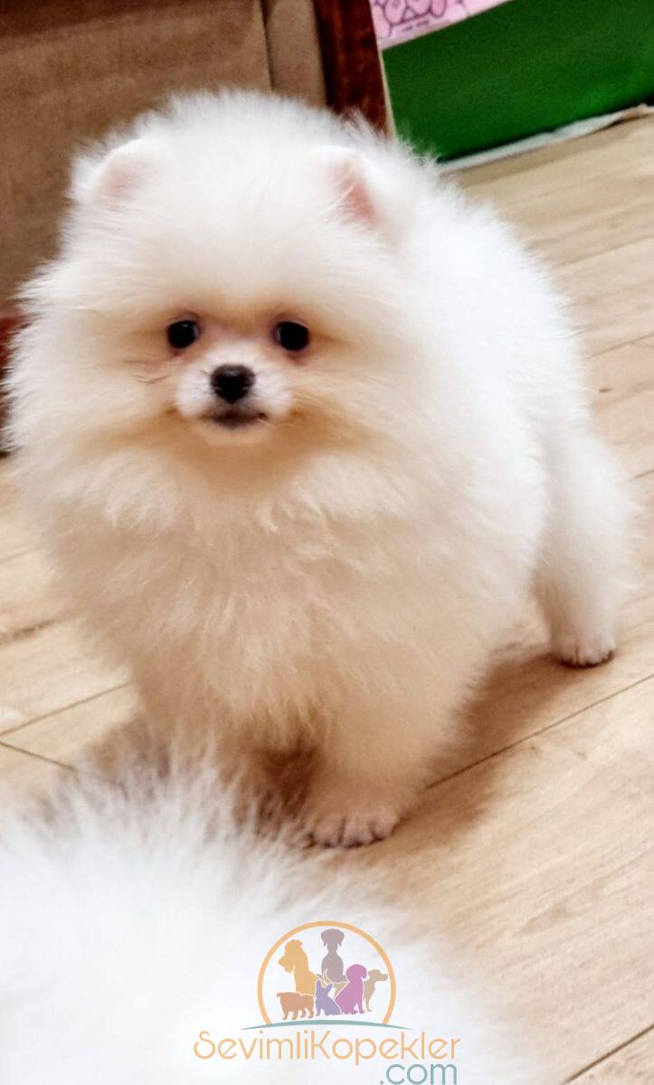 satılık Pomeranian ikinci fotoğrafı