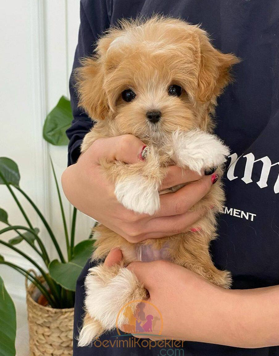 satılık Maltipoo fiyatı