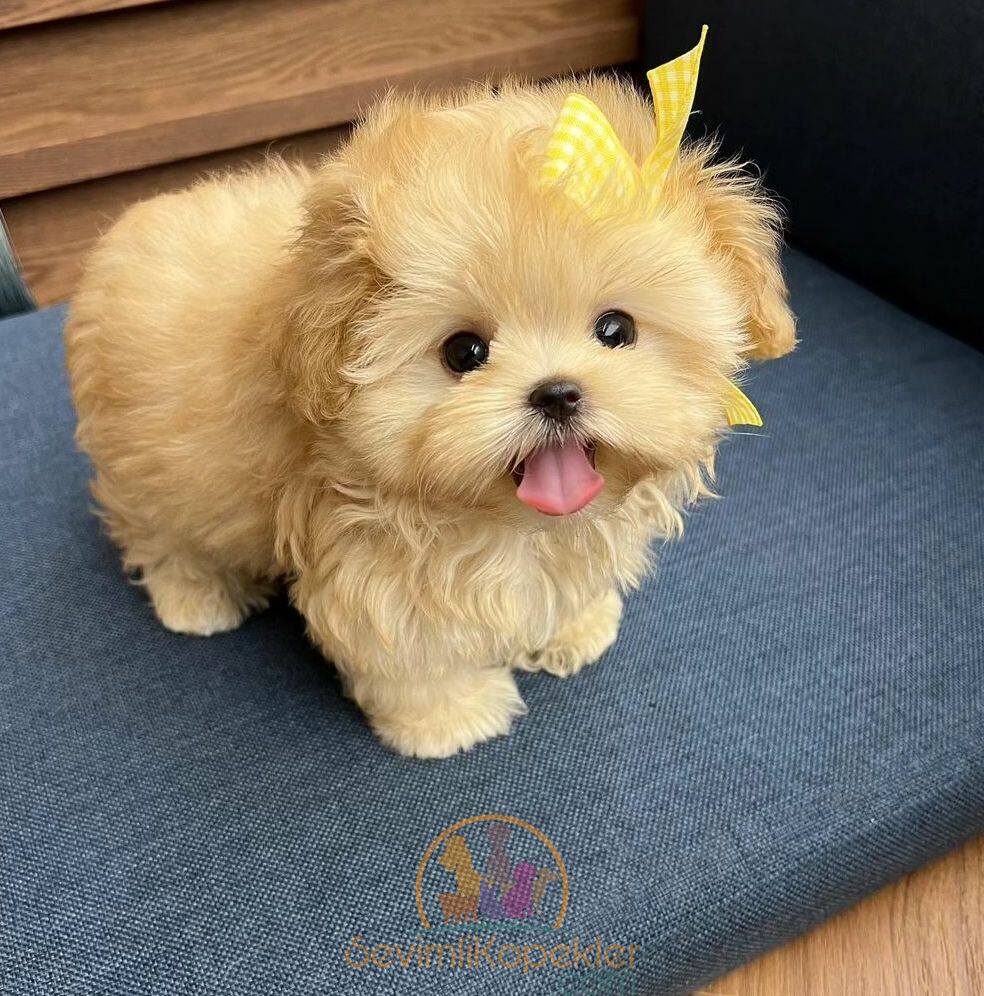 satılık Maltipoo fiyatı