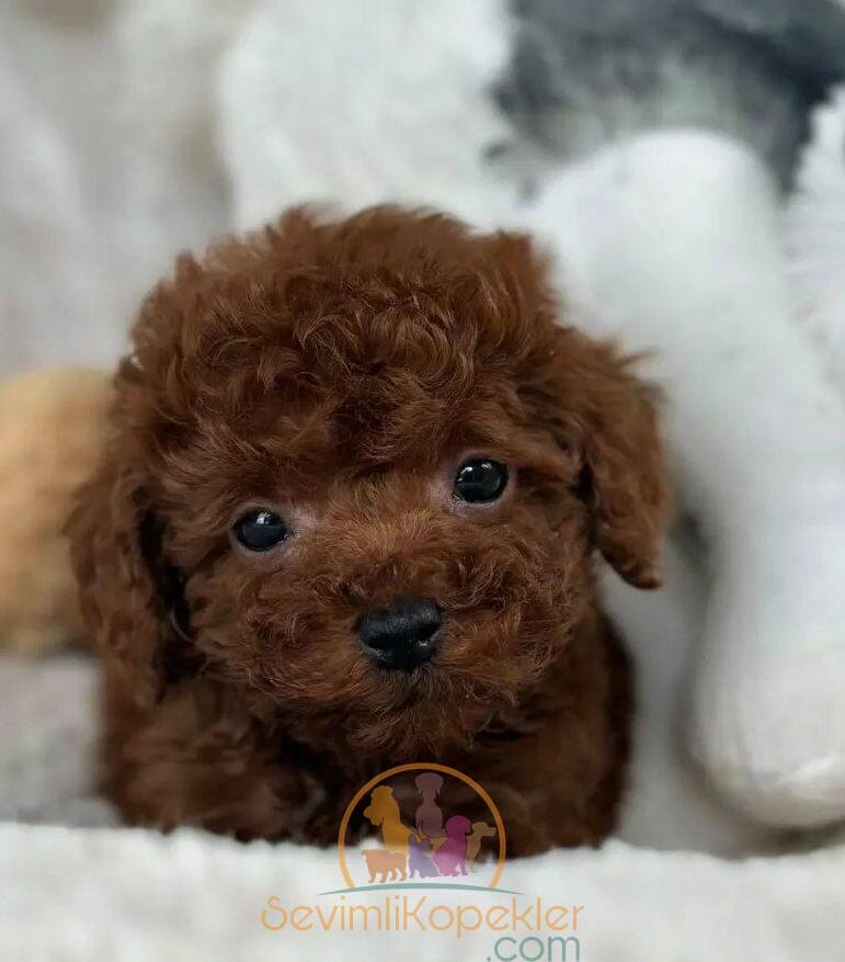 satılık Micro Poodle ikinci fotoğrafı