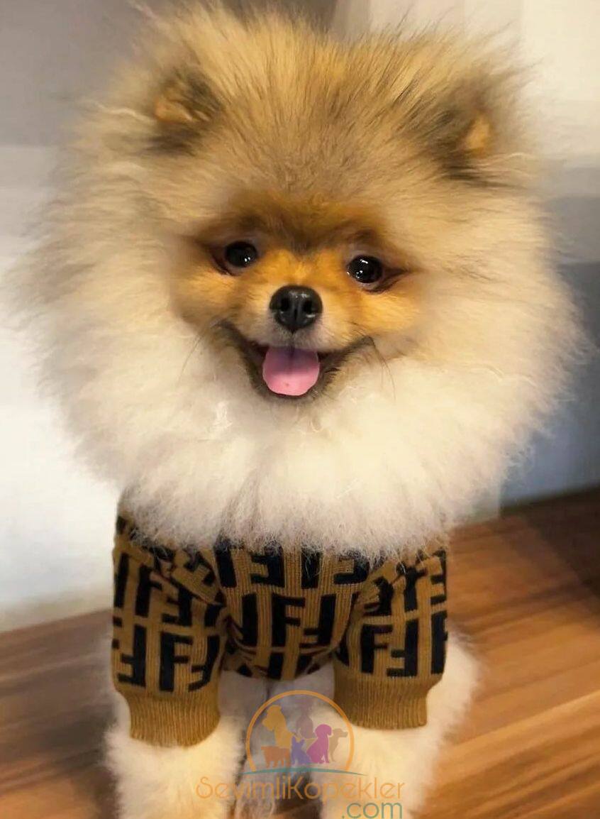 satılık Micro Pomeranian fiyatı