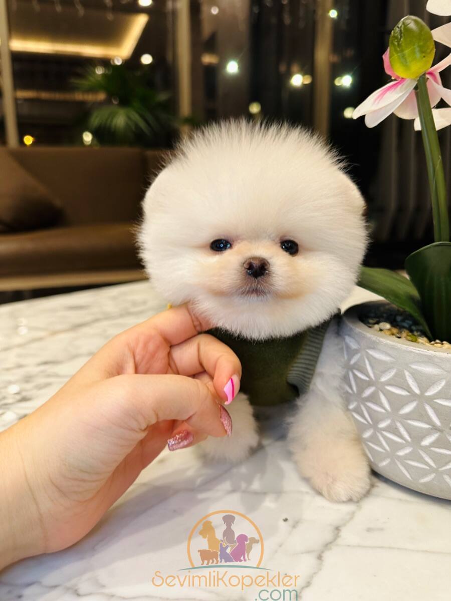 satılık Pomeranian ikinci fotoğrafı