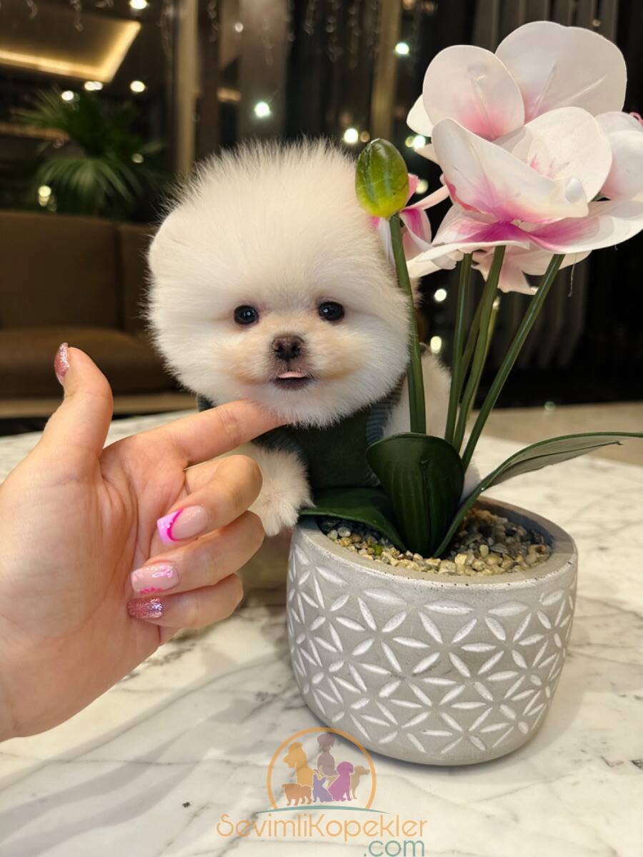 satılık Pomeranian üçüncü fotoğrafı