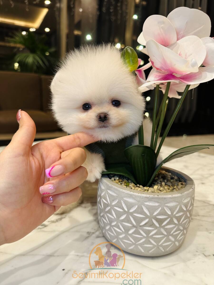 satılık Pomeranian dördüncü fotoğrafı