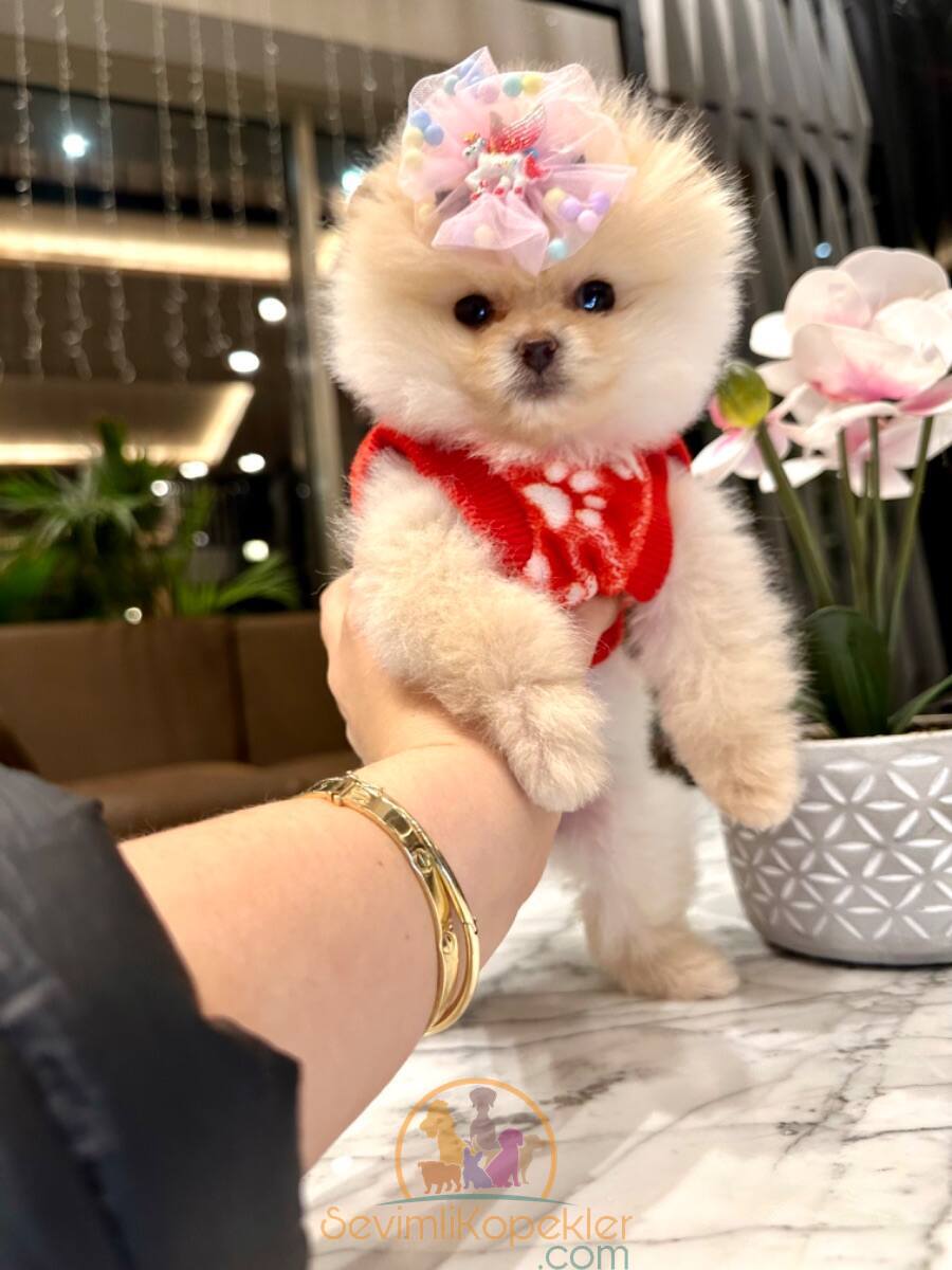 satılık Pomeranian dördüncü fotoğrafı