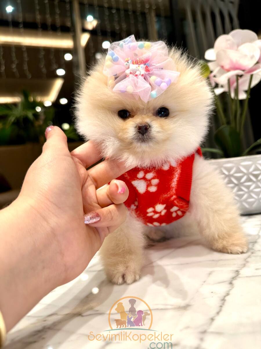 satılık Pomeranian fiyatı