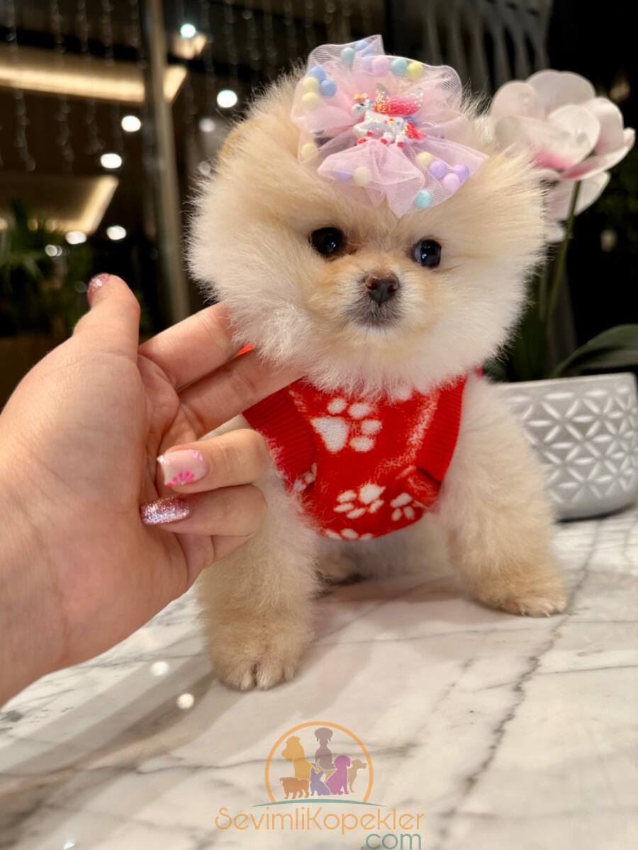 satılık Pomeranian ikinci fotoğrafı