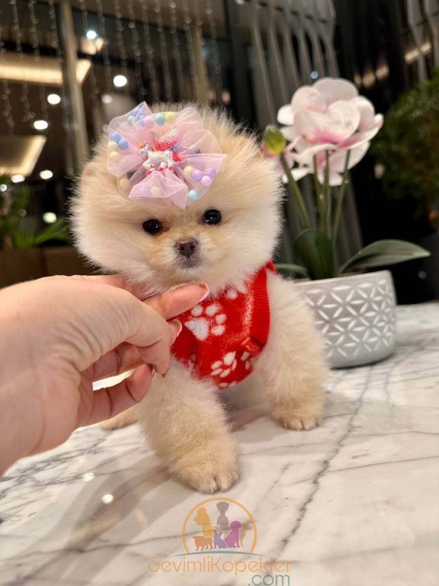 satılık Pomeranian üçüncü fotoğrafı