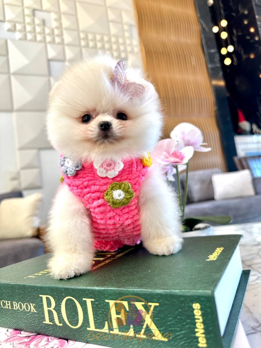 satılık Pomeranian ikinci fotoğrafı