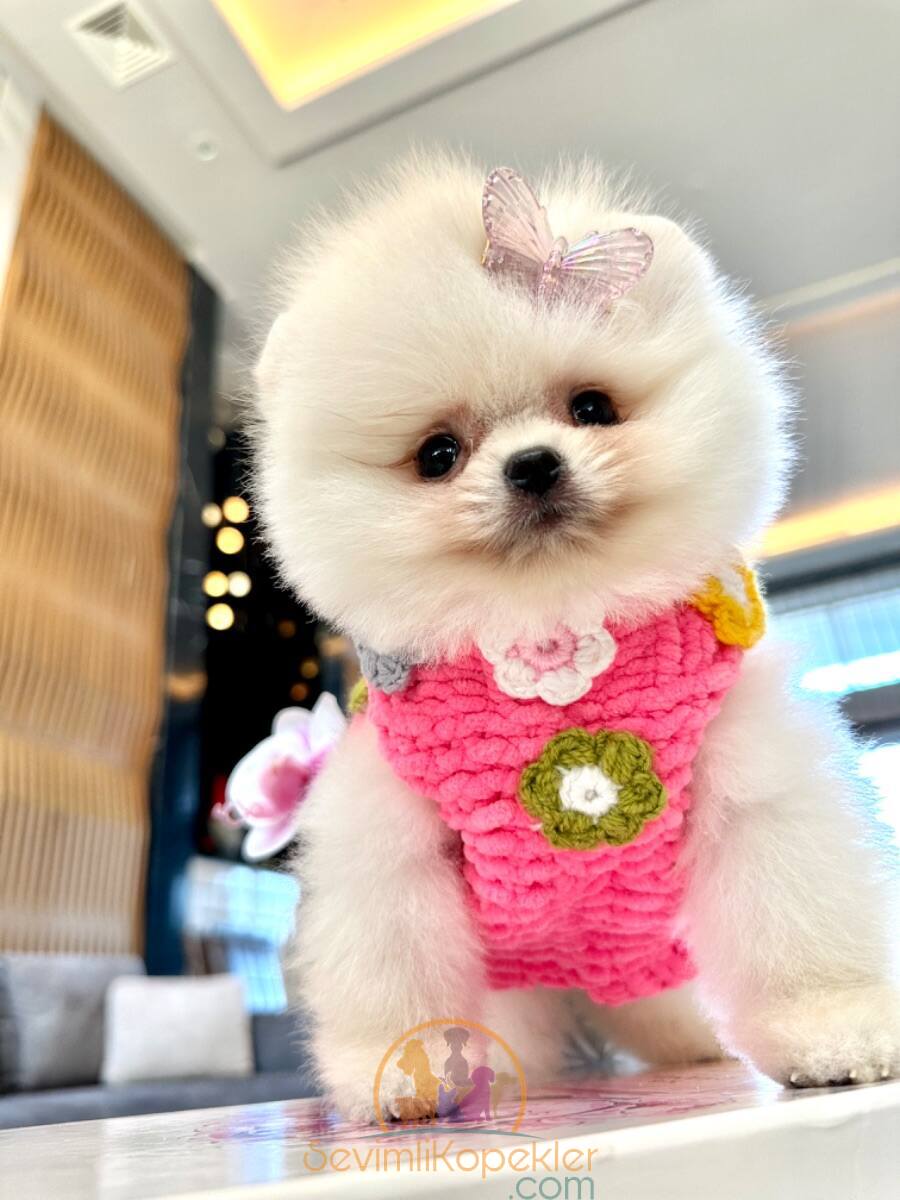 satılık Pomeranian üçüncü fotoğrafı