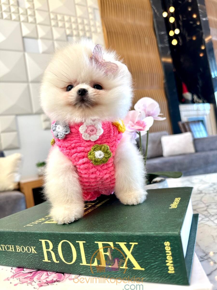 satılık Pomeranian dördüncü fotoğrafı