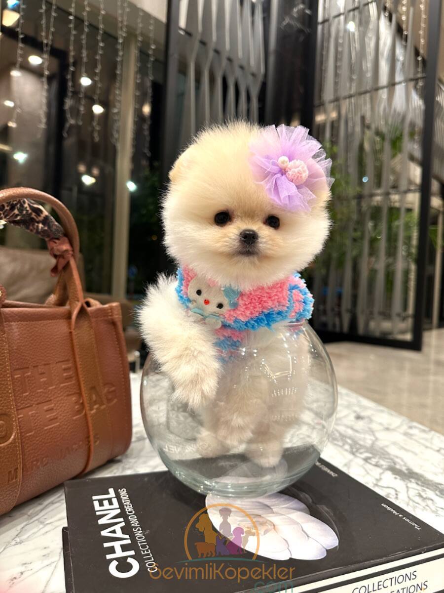 satılık Pomeranian ikinci fotoğrafı