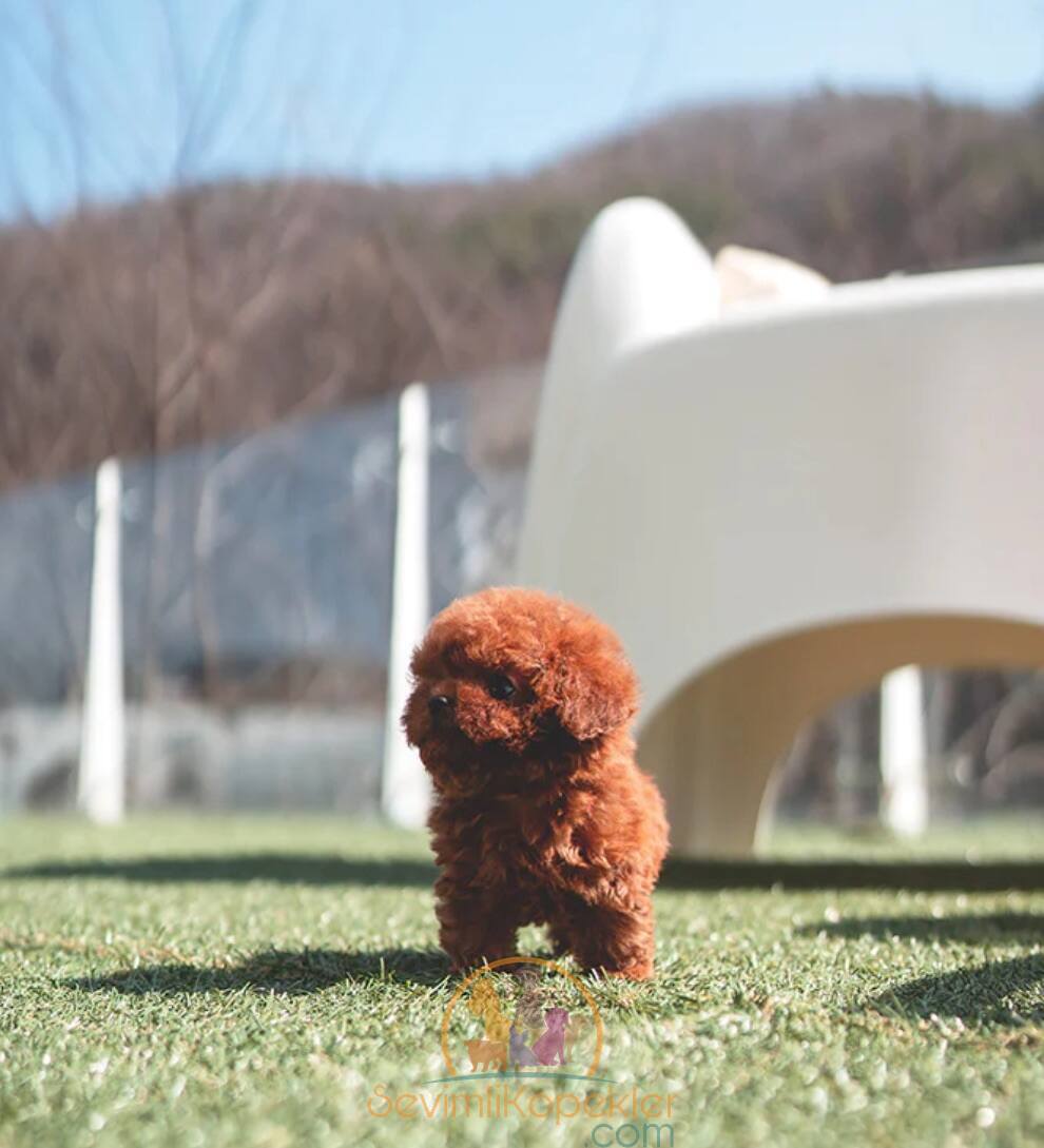 satılık Poodle Toy ikinci fotoğrafı