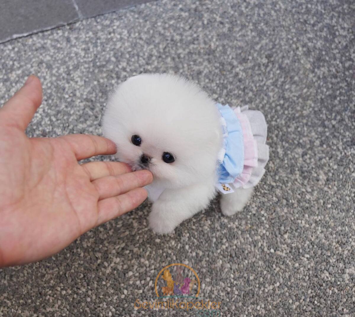 satılık Pomeranian üçüncü fotoğrafı