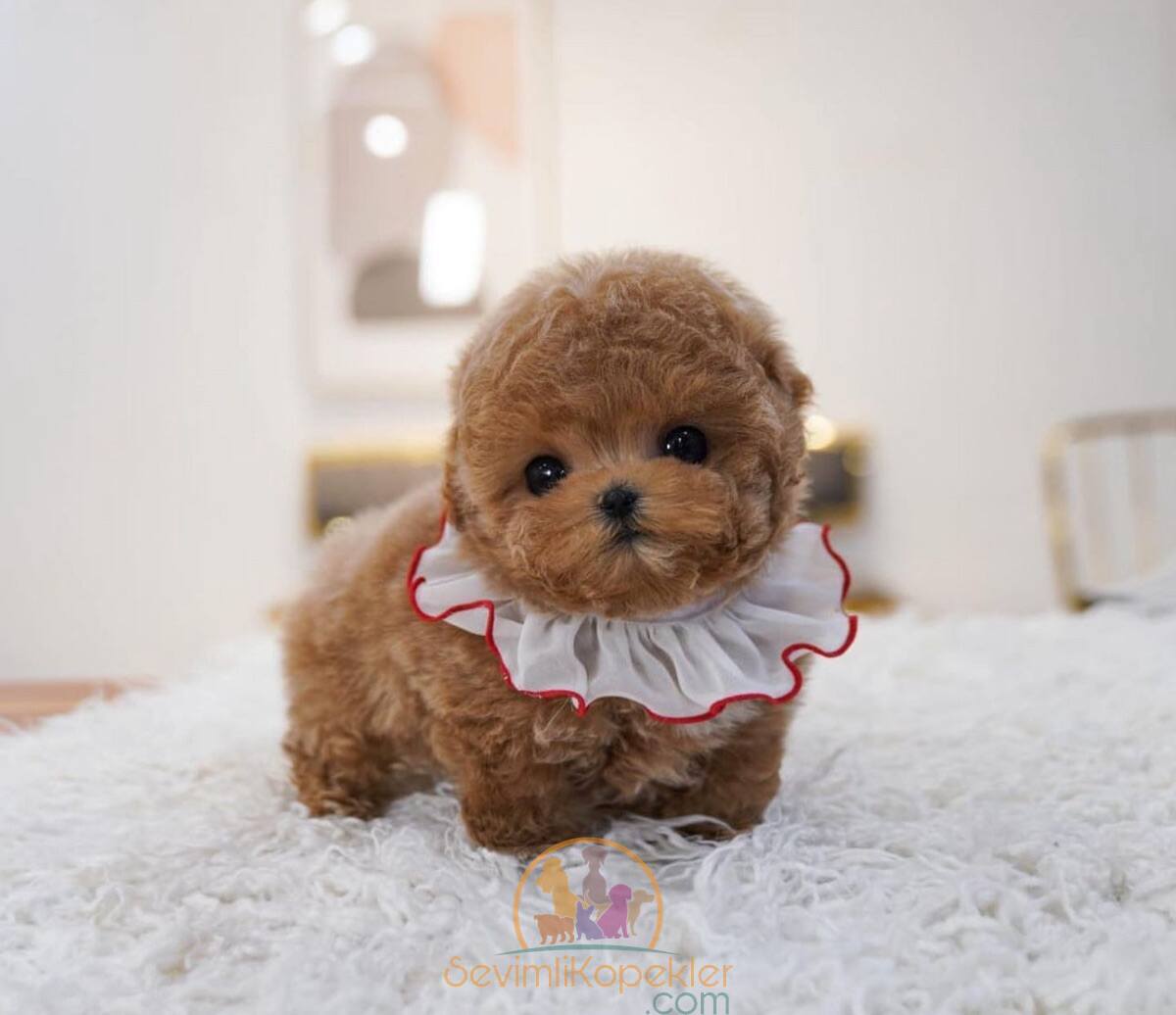 satılık Poodle Toy ikinci fotoğrafı